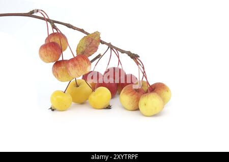 Zweig mit Krabbenapfelfrüchten und gelblichen Blättern isoliert auf weißem Hintergrund. Malus sylvestris, Europäischer Krabbenapfel, auch bekannt als die europäische Wildnis Stockfoto