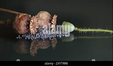 Nahaufnahme der getrockneten Mohnkörner kontrastiert gut mit den dunkleren Tönen im Hintergrund, Bannergröße mit Kopierbereich Stockfoto