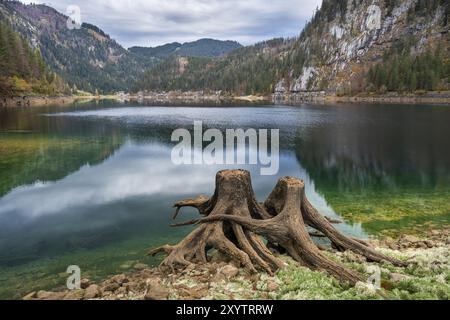 Der vordere Gosausee im Herbst mit Blick auf den Gasthof Gosausee. Zwei entwurzelte Baumstümpfe im Vordergrund. Bewölkter Himmel. Vorderer Gosausee, Gosau, Stockfoto