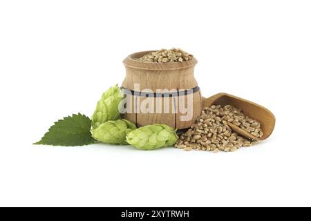 Wooden bucket filled with grains and fresh green hops cones isolated on white background, beer brewing ingredients Stock Photo