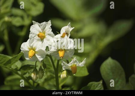 Kartoffeln blühen, blühende Kartoffelpflanze. Nahaufnahme Bio-Gemüseblümchen blühen im Garten Stockfoto