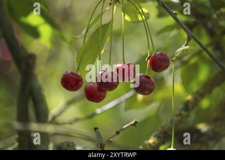 Helle rote Kirschschschschwärme in verschiedenen Reifungsstadien, die am Ast eines Obstbaums hängen Stockfoto