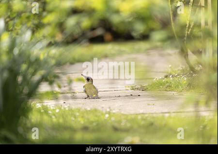 Europäischer grüner Spechte (Picus viridis), der nach links nach oben blickt, auf einem kleinen Betonweg sitzt, der von dunkelgrünen, hohen Gräsern auf der linken Seite eingerahmt wird Stockfoto