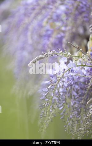 Wisterien hängen unten, lilafarbig, Nahaufnahme, Hintergrund grün verschwommen, Dortmund, Deutschland, Europa Stockfoto