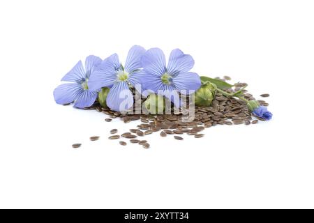 Blaufleinenblüte und Samen in Nahaufnahme isoliert auf weißem Hintergrund Stockfoto