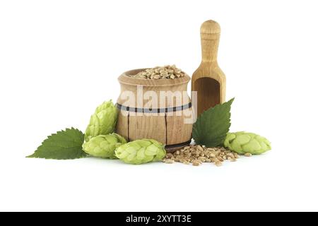 Wooden bucket filled with grains and fresh green hops cones isolated on white background, beer brewing ingredients Stock Photo