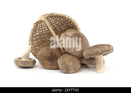 Shiitake-Pilze (Lentinula edodes) in geflochtenem Korb aus Weidenleder vor weißem Hintergrund. Heilkräuter und Pilze Stockfoto