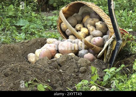 Frisch gegrabene, mehrfarbige Kartoffeln variieren in Größe und Farbe und sind mit Boden in Korb bedeckt. Rustikales Ambiente im Freien Stockfoto