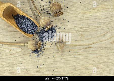 Holzlöffel gefüllt mit Mohnsamen und mehreren getrockneten Mohnschoten auf einem hellen Holztisch Stockfoto