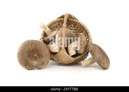 Shiitake-Pilze (Lentinula edodes) in geflochtenem Korb aus Weidenleder vor weißem Hintergrund. Heilkräuter und Pilze Stockfoto