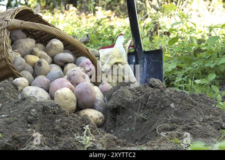 Frisch gegrabene bunte Kartoffeln laufen aus einem Korb neben einem Spaten in lockeren Boden Stockfoto