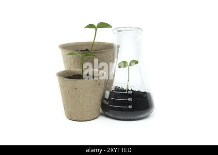 Grüner Keimling, der aus biologisch abbaubarem Topf in der Nähe eines konischen Glaskolbens mit Boden und grüner Pflanze, isoliert auf weißem Hintergrund, sprießt Stockfoto