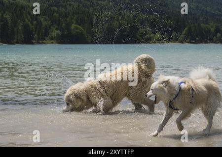 Hunde im Wasser spielen (isländischer Hund und Golden Retriever) Stockfoto