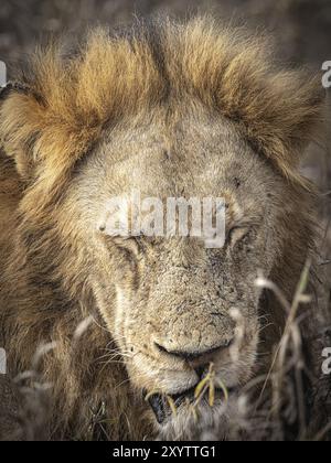 Männlicher Löwe (Panthera Leo) schlafend, Porträt, Balule Plains, Südafrika, Afrika Stockfoto