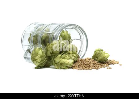 Frischer grüner Hopfenzapfen und Weizenkörner in einem Glas-Bierbecher, isoliert auf weißem Hintergrund. Zutaten für Bierbrauen Stockfoto