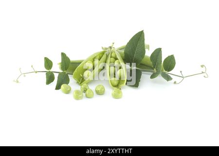 Gruppe frischer grüner Erbsen, Erbsenschoten mit grünen Blättern und offener Erbsenschote in Nahaufnahme isoliert auf weißem Hintergrund Stockfoto