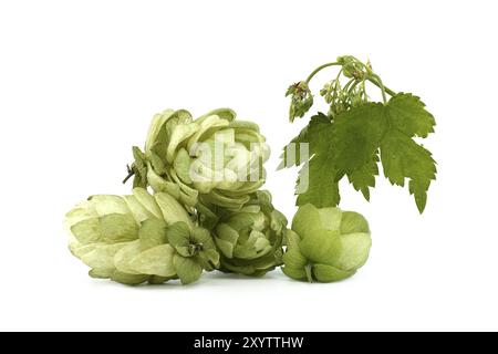 Hopfenzapfen und Hopfenblumen auf frisch grünem Ast mit isolierten Blättern auf weißem Hintergrund Stockfoto