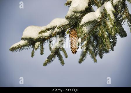 Ruhige Winterszene mit einem schneebedeckten Tannenzweig und einer Gruppe brauner Tannenzapfen Stockfoto