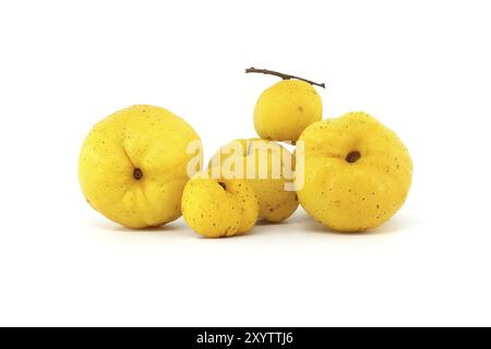 Sammlung von gelben Quittenfrüchten isoliert auf weißem Hintergrund, volle Tiefe des Feldes, Chaenomeles japonica oder japanische Quitte Stockfoto