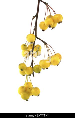 Zweig von Europäischem Krabbenapfel oder Wildapfel (Malus sylvestris), isoliert auf weißem Hintergrund Stockfoto