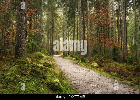 Der Wanderweg rund um den Vorderen Gosausee führt durch den herbstlichen Wald. Gosau, Gosautal, Salzkammergut, Oberösterreich, Österreich, Europa Stockfoto