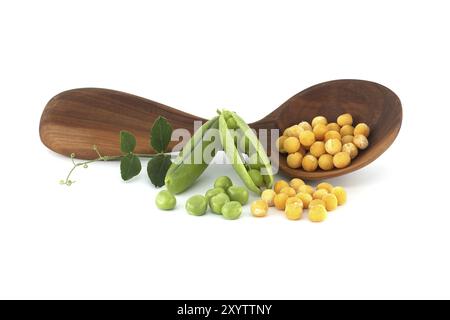 Gelbe getrocknete Erbsen ganz aus einem Holzlöffel in der Nähe von frischen grünen Erbsen und Erbsenschoten mit grünem Blatt isoliert auf weißem Hintergrund Stockfoto