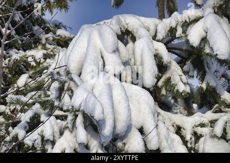 Fichten-Stammbäume umgeben von einer Schicht frisch gefallenen Schnees, herrlich von einer verschneiten Landschaft, die an die ruhige, friedliche Seite des Winters erinnert Stockfoto