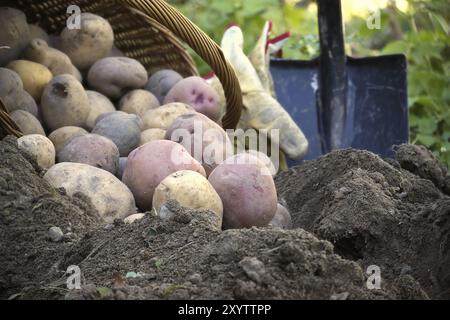 Frisch gegrabene bunte Kartoffeln laufen aus einem Korb neben einem Spaten in lockeren Boden Stockfoto