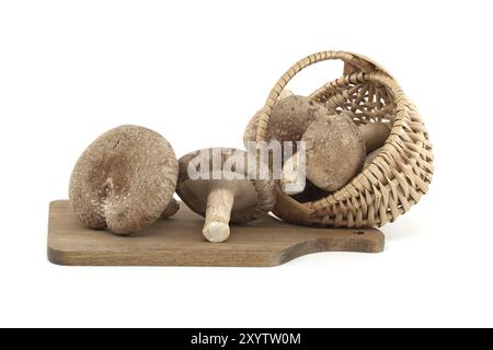 Shiitake-Pilze auf einem Holzschneidbrett im Nahbereich, isoliert auf weißem Hintergrund. Heilkräuter und Pilze Stockfoto