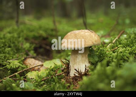 Wilde Steinpilze, die auf üppigem grünen Moos in einem Wald wachsen, Blick aus dem niedrigen Winkel. Boletus edulis, bekannt als Cep, Porcino oder Penny-Bun Bolete Stockfoto