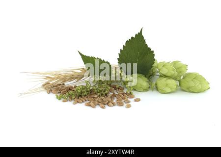 Hopfenzapfen und Hopfenblumen in der Nähe von Weizenkörnern, isoliert auf weißem Hintergrund, Bierbrauen und Zutaten aus der Apotheke Stockfoto