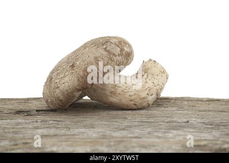 Shiitake-Pilze (Lentinula edodes) auf einer verwitterten Holzoberfläche auf weißem Hintergrund. Heilkräuter und Pilze Stockfoto