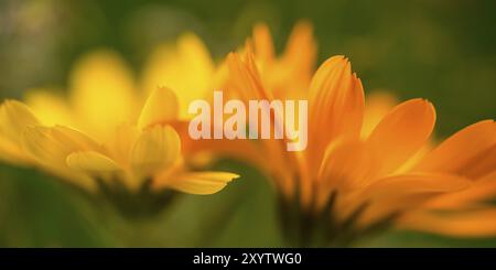 Ringelblumen (Makroaufnahme) Stockfoto
