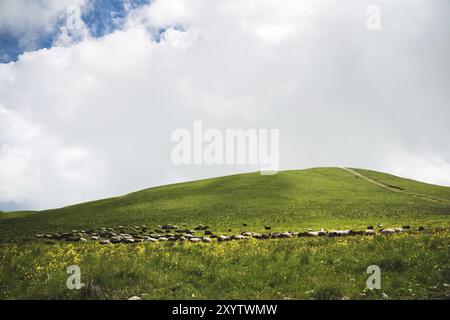 Eine Schaf- und Widderherde, die auf den grünen Bergwiesen des Nordkaukasus weidet Stockfoto