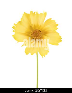 Gelbe Cosmos Sulphureus Blume Nahaufnahme. Schwefelkosmos isoliert auf weiß Stockfoto