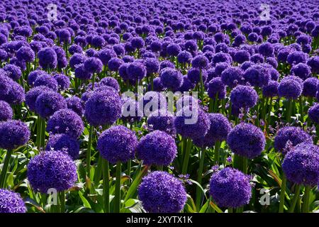 Feld mit Riesenlauch (Allium) lila „Globemaster“, Niederlande Stockfoto