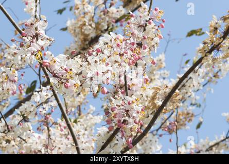 Cassia Bakeriana, Blume Blüte, Blüte rosa Dusche Stockfoto