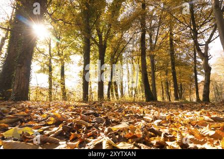 Wunderschöner Park im Herbst, sonnigen Tag mit bunten Blätter auf dem Boden Stockfoto