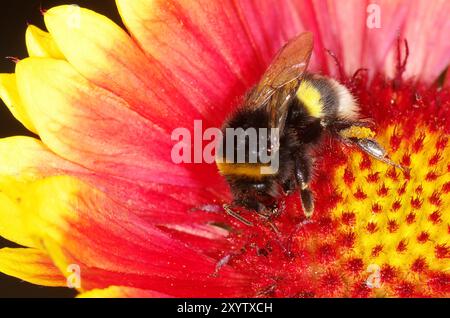 Hummel auf einer Kakadenblume Stockfoto