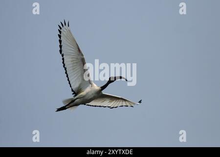 Afrikanischer heiliger Ibis (Threskiornis aethiopicus) am Ufer des Okavango River, Botswana. Heiliges Ibis im Okavango Delta, Botswana, Afrika Stockfoto