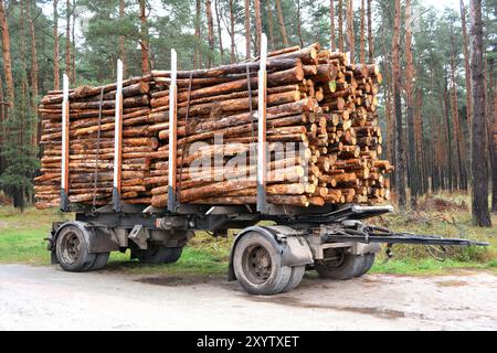 Abgesägte Baumstämme im Wald sind bereit für den Abbau Stockfoto