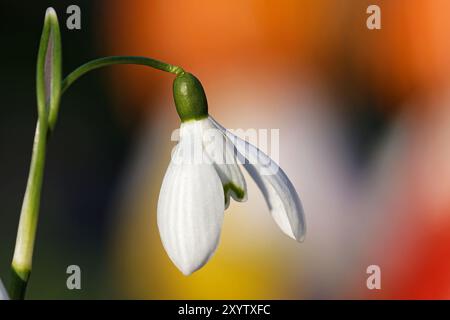 Schneeglöckchen Stockfoto