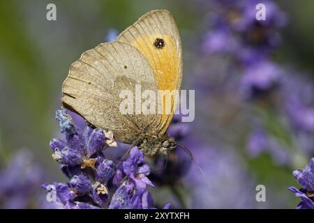 Große Ochsenauge Gänseblümchen auf Lavendel Stockfoto
