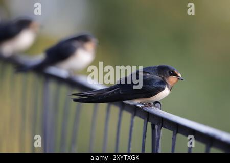 Scheunenschwalben (Hirundo rustica) sitzen auf einem Geländer Stockfoto