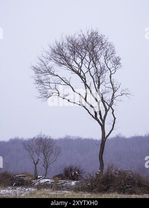 Einsamer Baum in einem Schneesturm im Burgenland Stockfoto