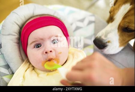 Mutter füttert ein hungriges, fünfmonatiges, lustiges Baby mit festem Essen. Beagle-Hund sieht neugierig zu Stockfoto