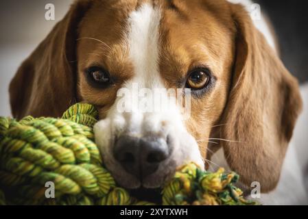 Beagle hund Beißen und Kauen auf Seil Knoten Spielzeug auf einer Couch. Der Blick in die Kamera. Nahaufnahme Stockfoto