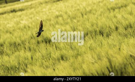 Vogel fliegt über ein Feld von Weizen in Österreich Stockfoto