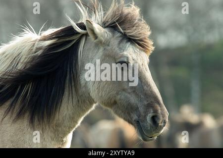Duelmen Wildpferde, grau, Merfelder Bruch, Duelmen, Münsterland, Nordrhein-Westfalen, Deutschland, Kopfporträt, Wintermantel, Europa Stockfoto