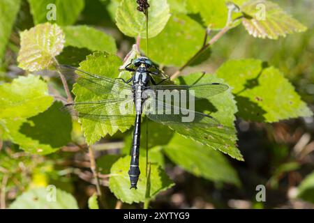 Gemeine Keiljungfer, Keiljungfer, Männchen, Gomphus vulgatissimus, Schlägerschwanz, Schlägerschwanz, Schlägerschwanz, Männchen, le Gomphe Stockfoto